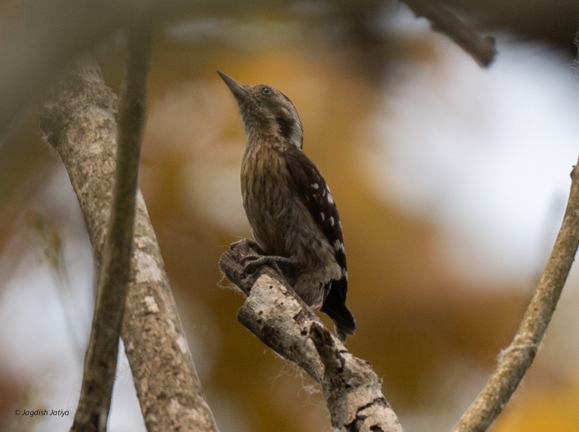 Gray-capped Pygmy Woodpecker - ML618551922
