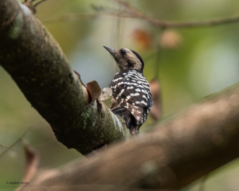 Fulvous-breasted Woodpecker - ML618551938