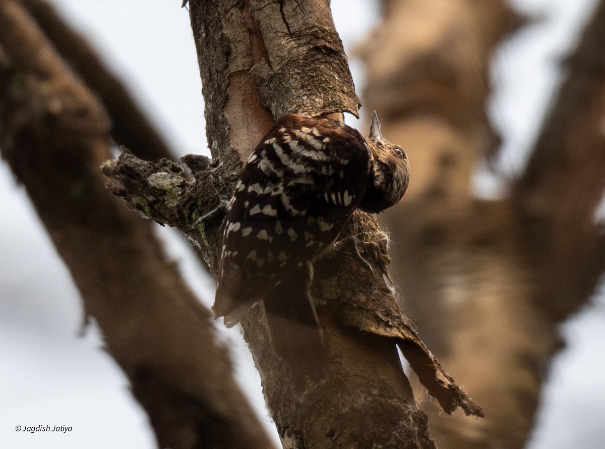 Fulvous-breasted Woodpecker - ML618551939