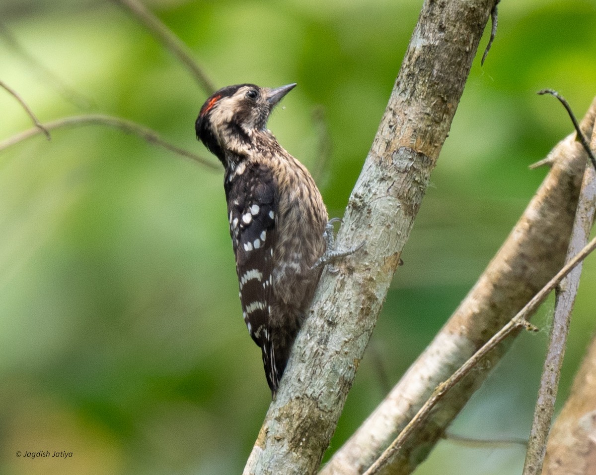 Fulvous-breasted Woodpecker - ML618551940