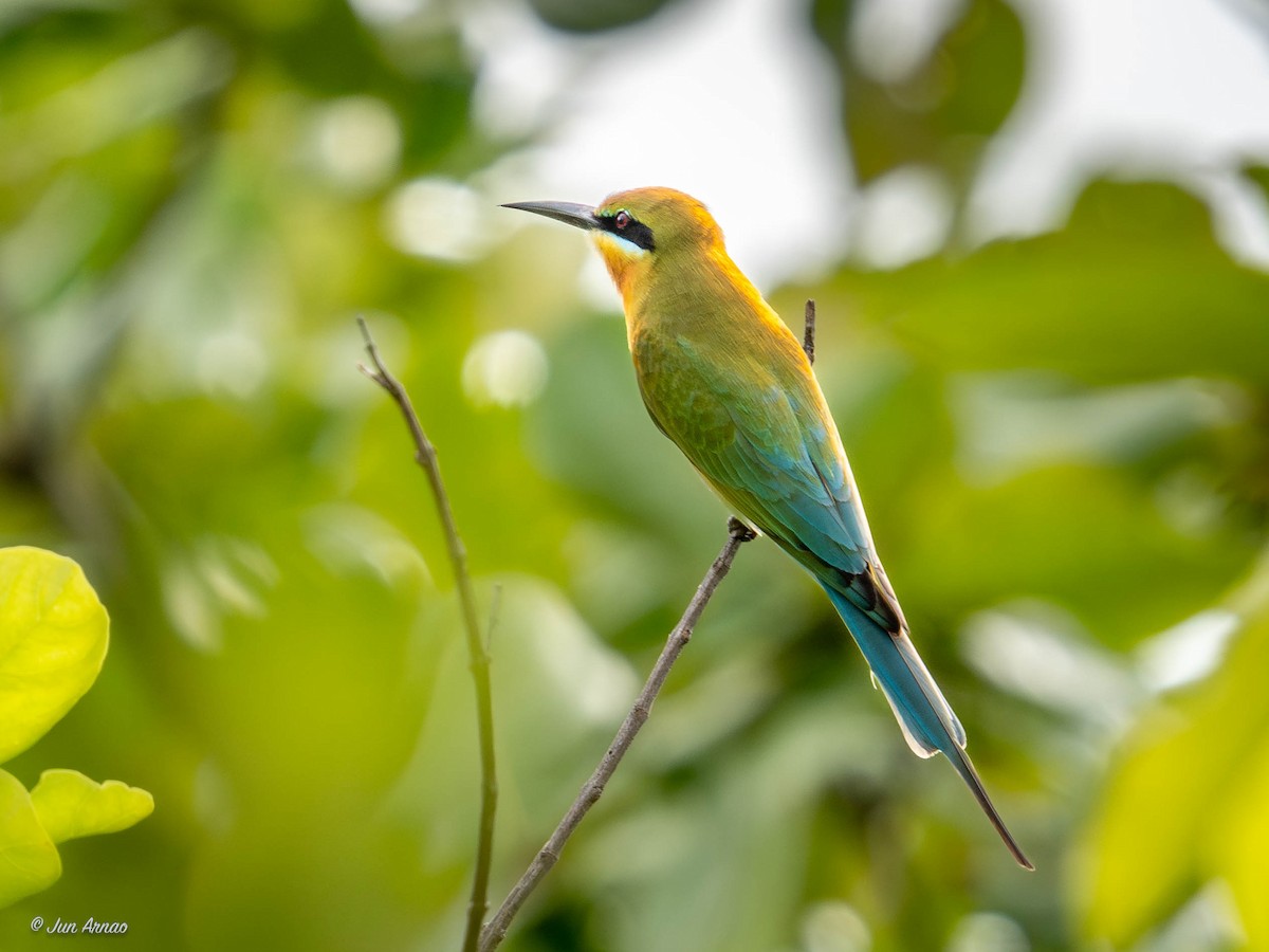 Blue-tailed Bee-eater - ML618551964