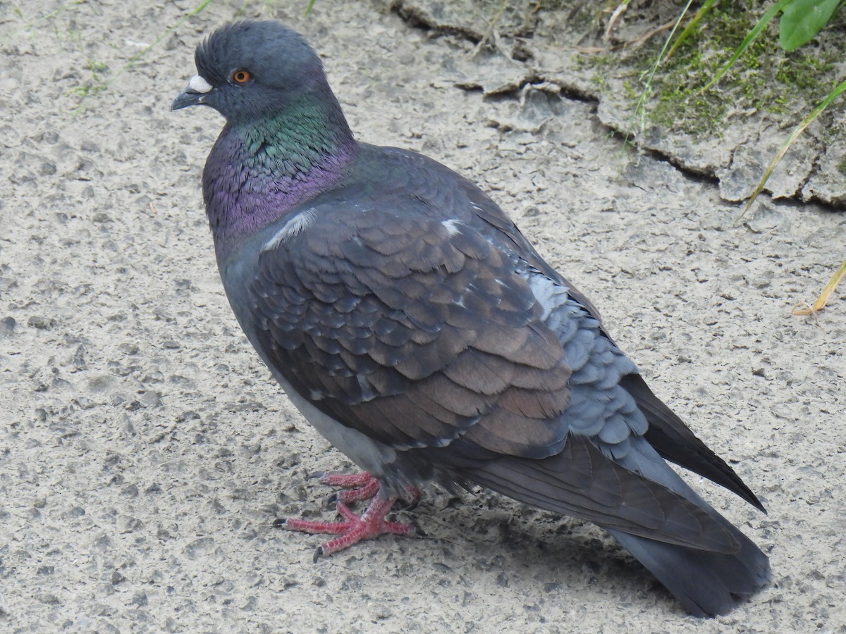 Rock Pigeon (Feral Pigeon) - ML618551993