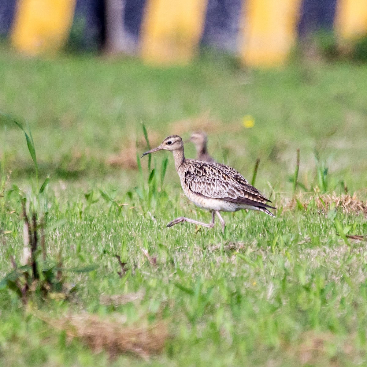 Little Curlew - ML618552001