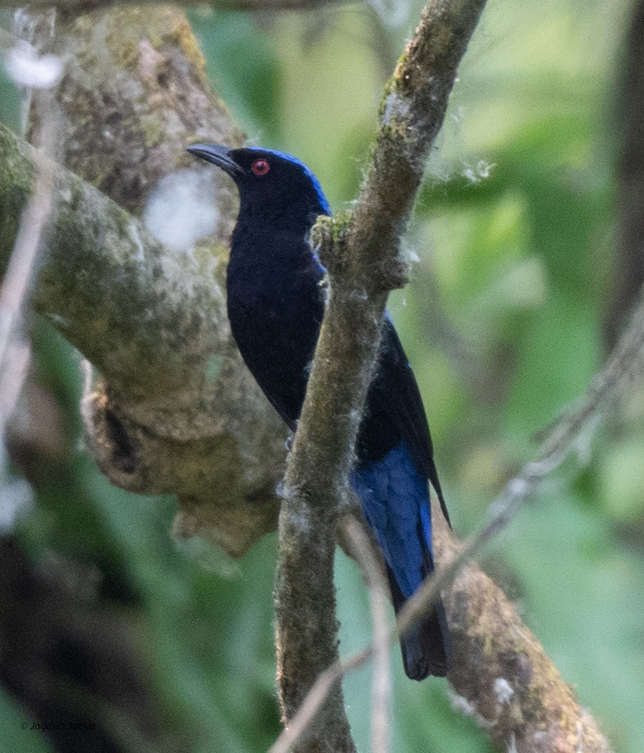 Asian Fairy-bluebird - Jagdish Jatiya