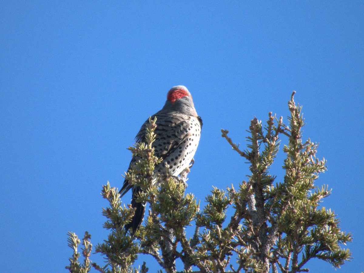 Northern Flicker (Yellow-shafted) - ML618552034