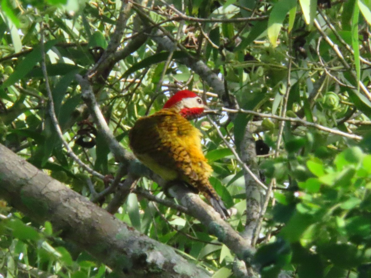 Spot-breasted Woodpecker - ML618552105