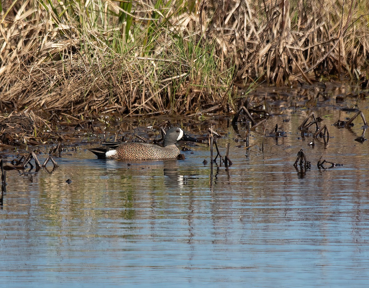 Blue-winged Teal - ML618552136