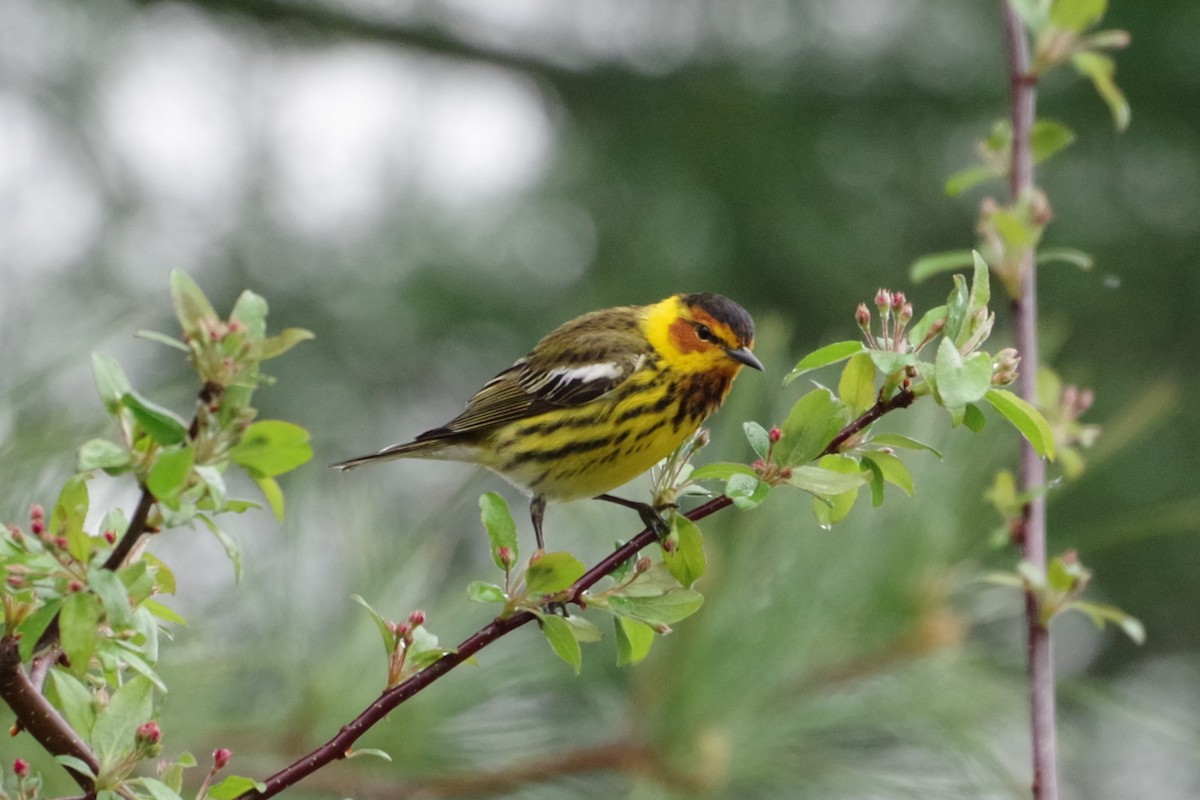 Cape May Warbler - ML618552140