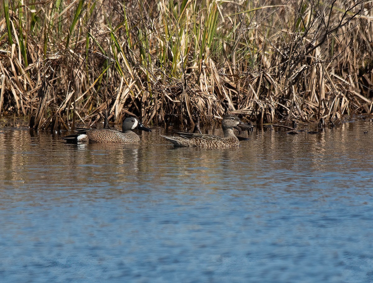Blue-winged Teal - ML618552143