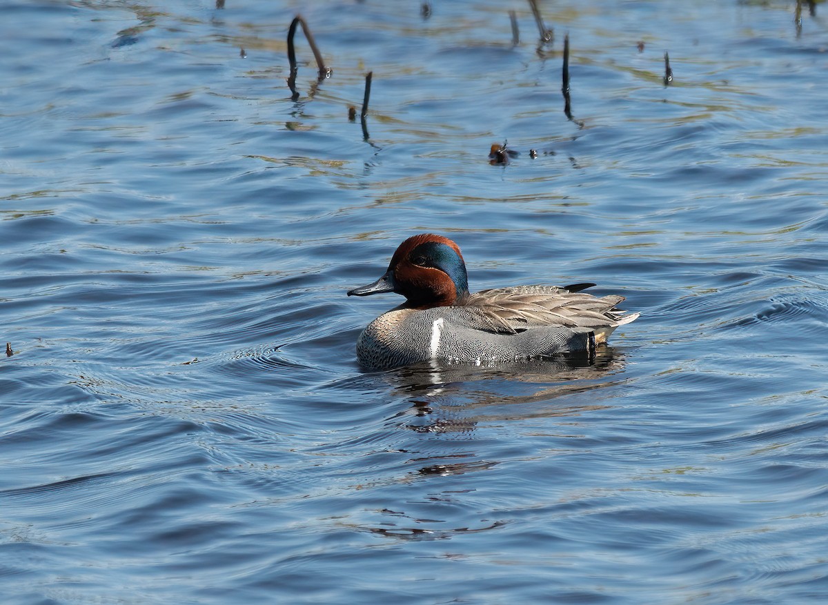 Green-winged Teal - ML618552146