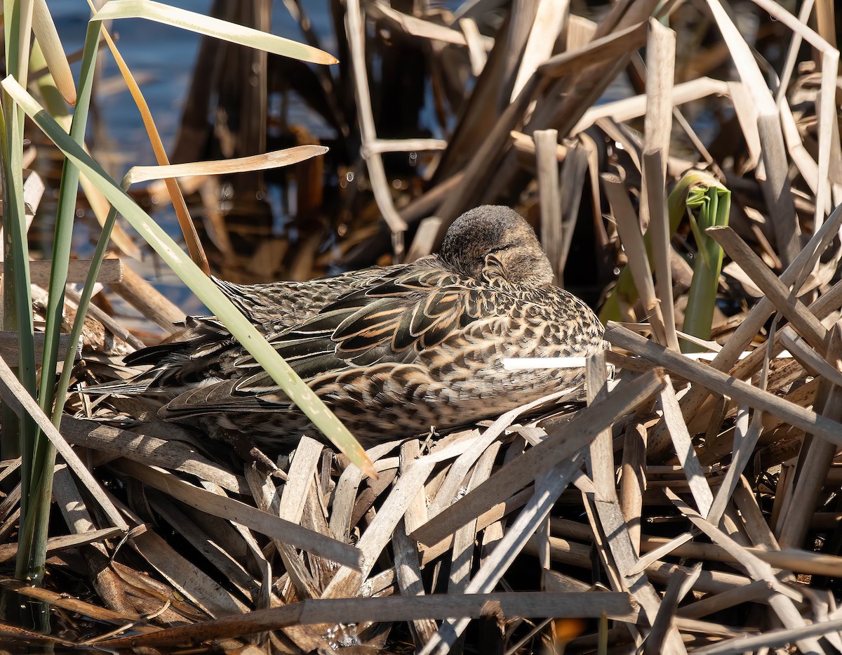 Green-winged Teal - Peggy Scanlan