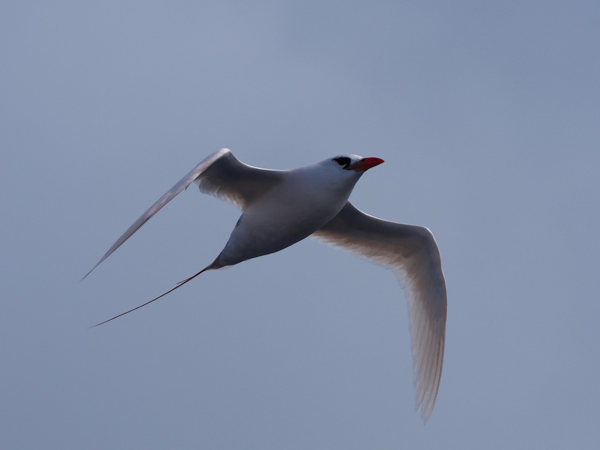 Red-tailed Tropicbird - ML618552157