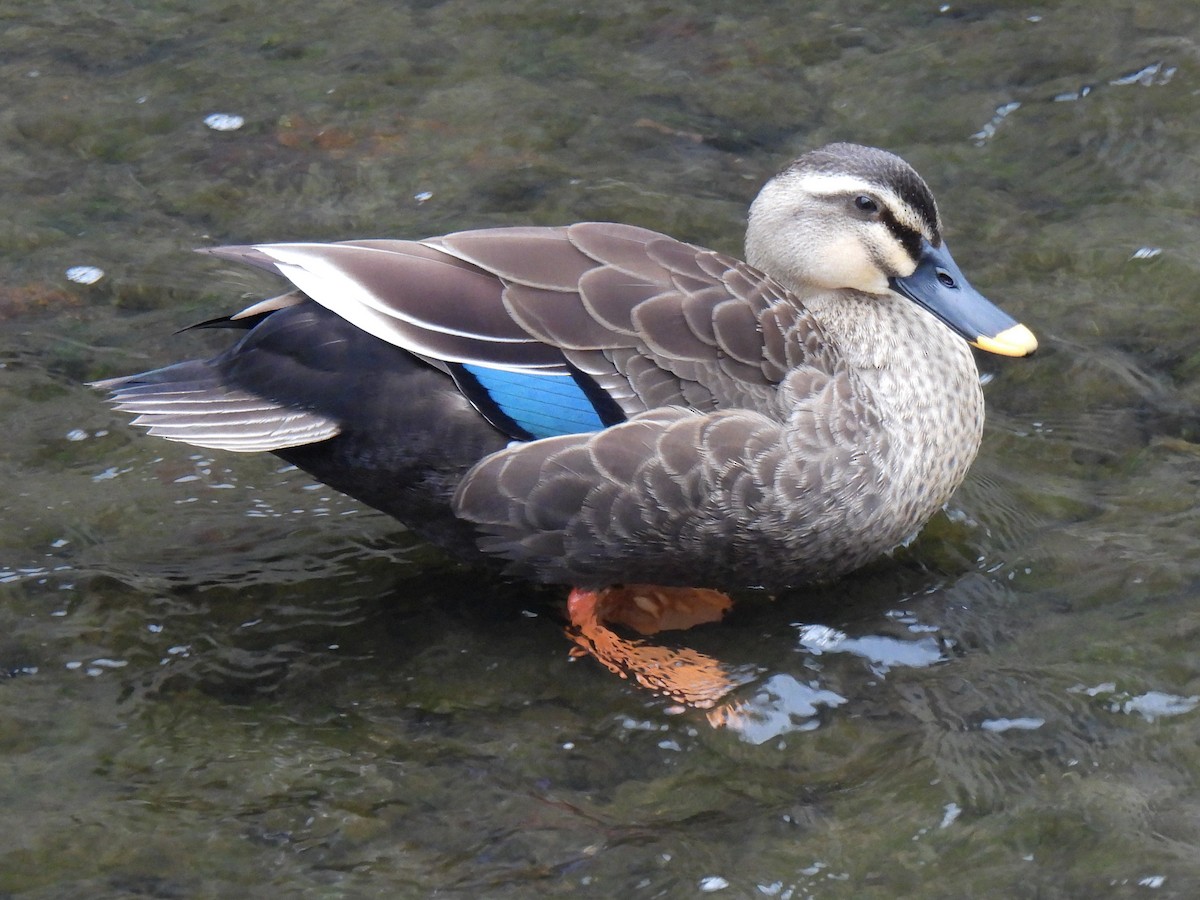 Eastern Spot-billed Duck - ML618552158