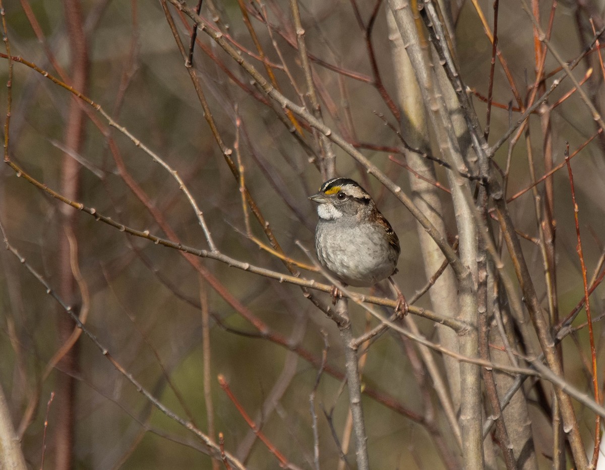 White-throated Sparrow - Peggy Scanlan