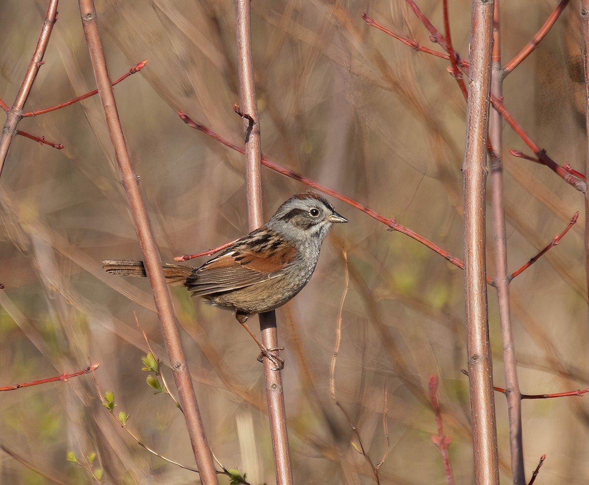 Swamp Sparrow - ML618552187