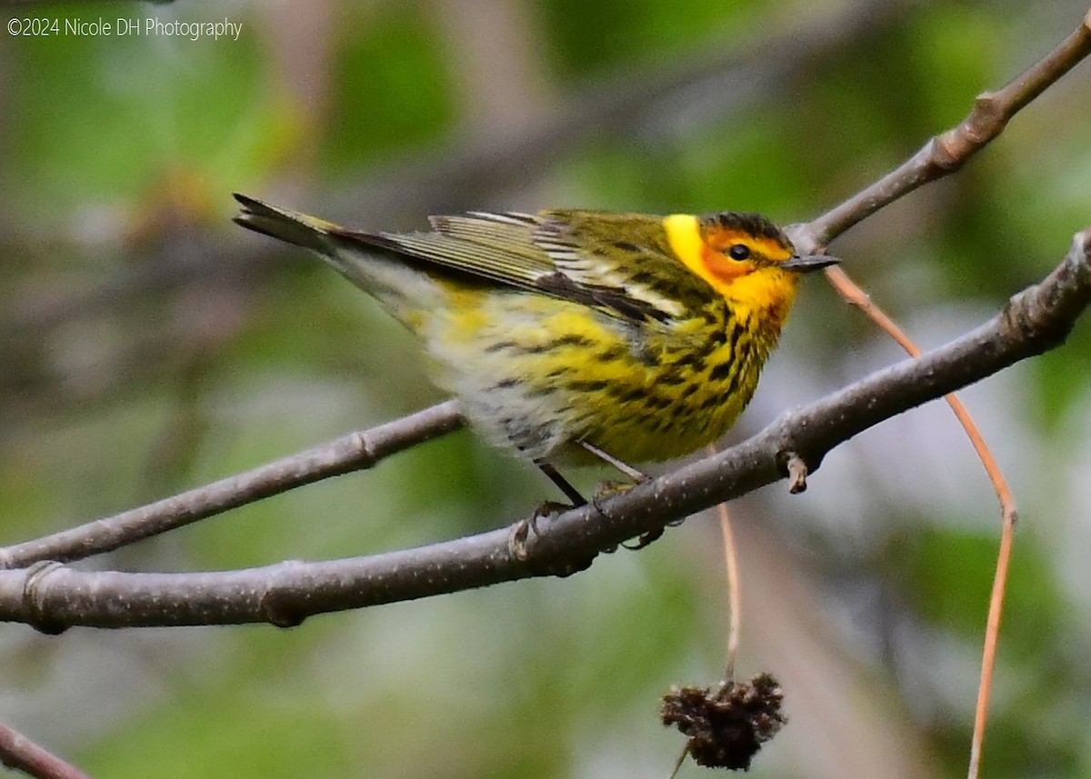 Cape May Warbler - ML618552189