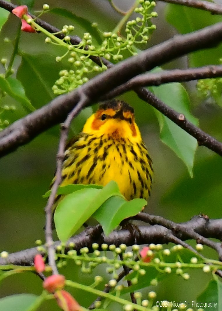 Cape May Warbler - ML618552190