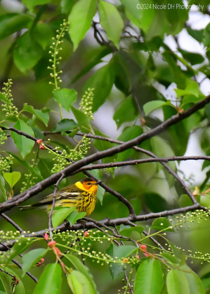 Cape May Warbler - ML618552191