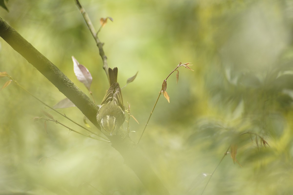 Pallas's Leaf Warbler - ML618552203