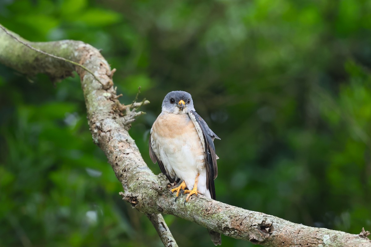 Chinese Sparrowhawk - ML618552264