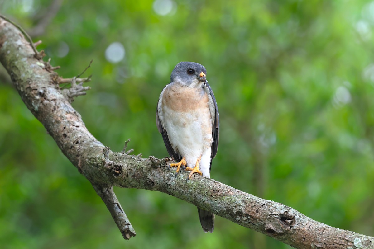 Chinese Sparrowhawk - ML618552265
