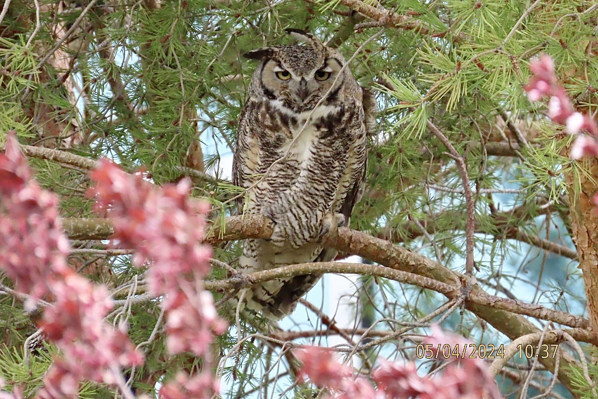 Great Horned Owl - ML618552267