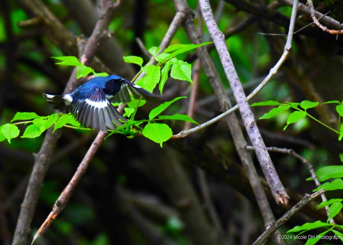 Black-throated Blue Warbler - ML618552289