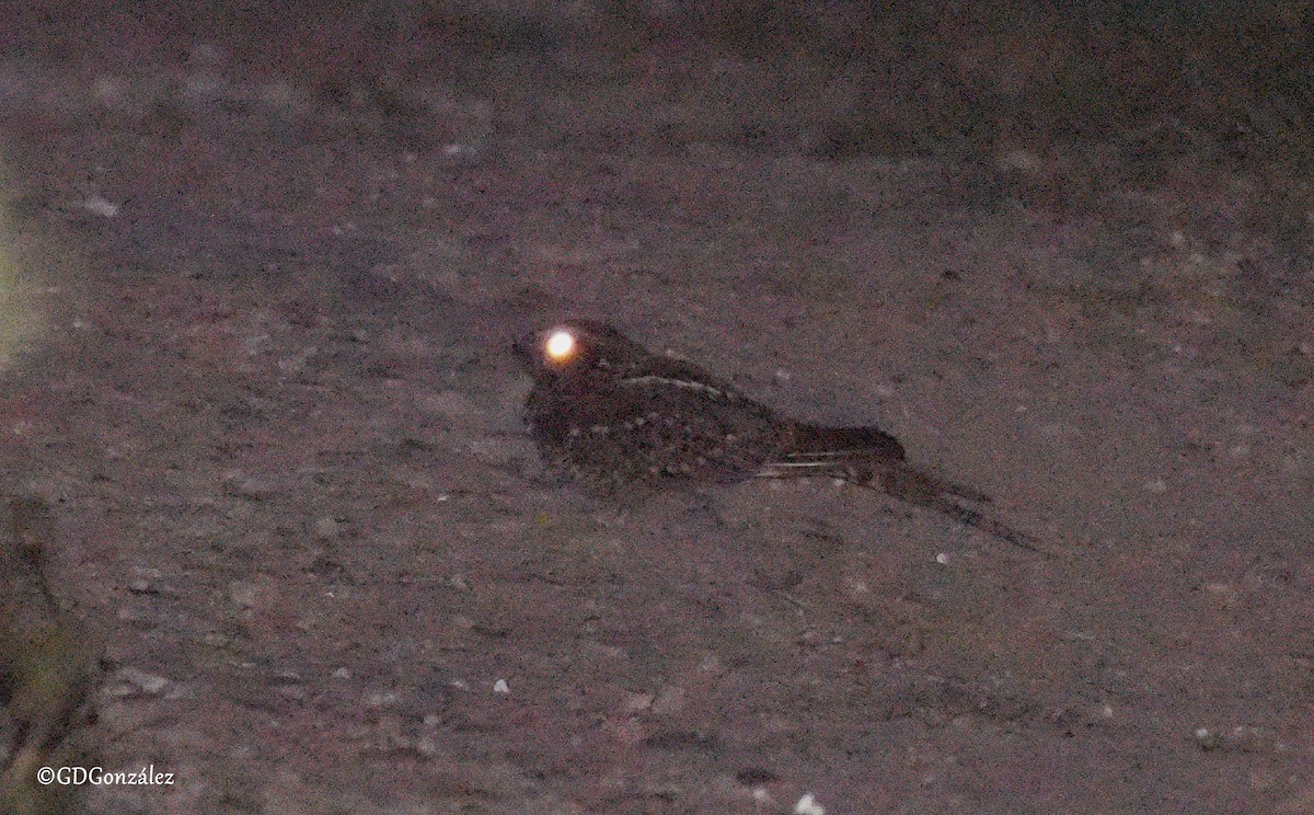 Scissor-tailed Nightjar - ML618552304