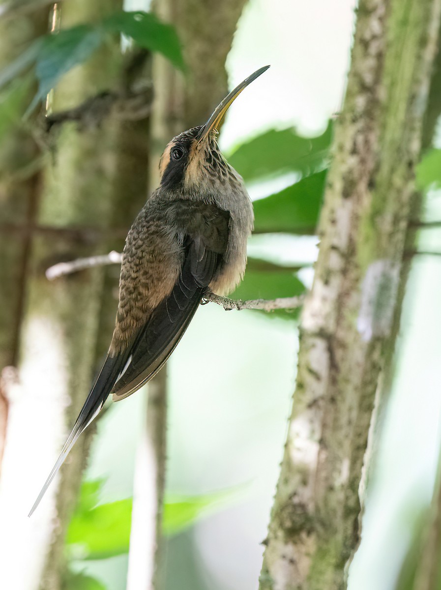 Scale-throated Hermit - ML618552350