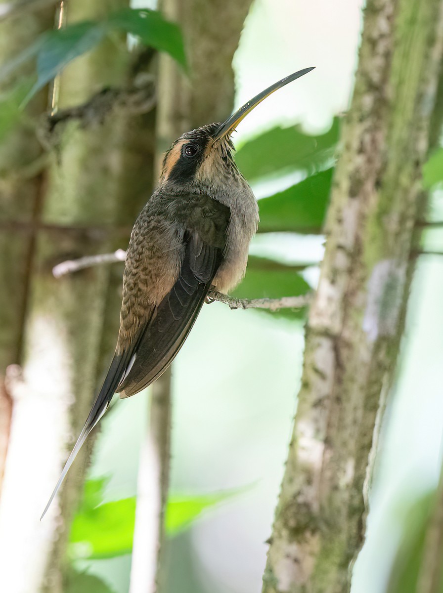 Scale-throated Hermit - ML618552351