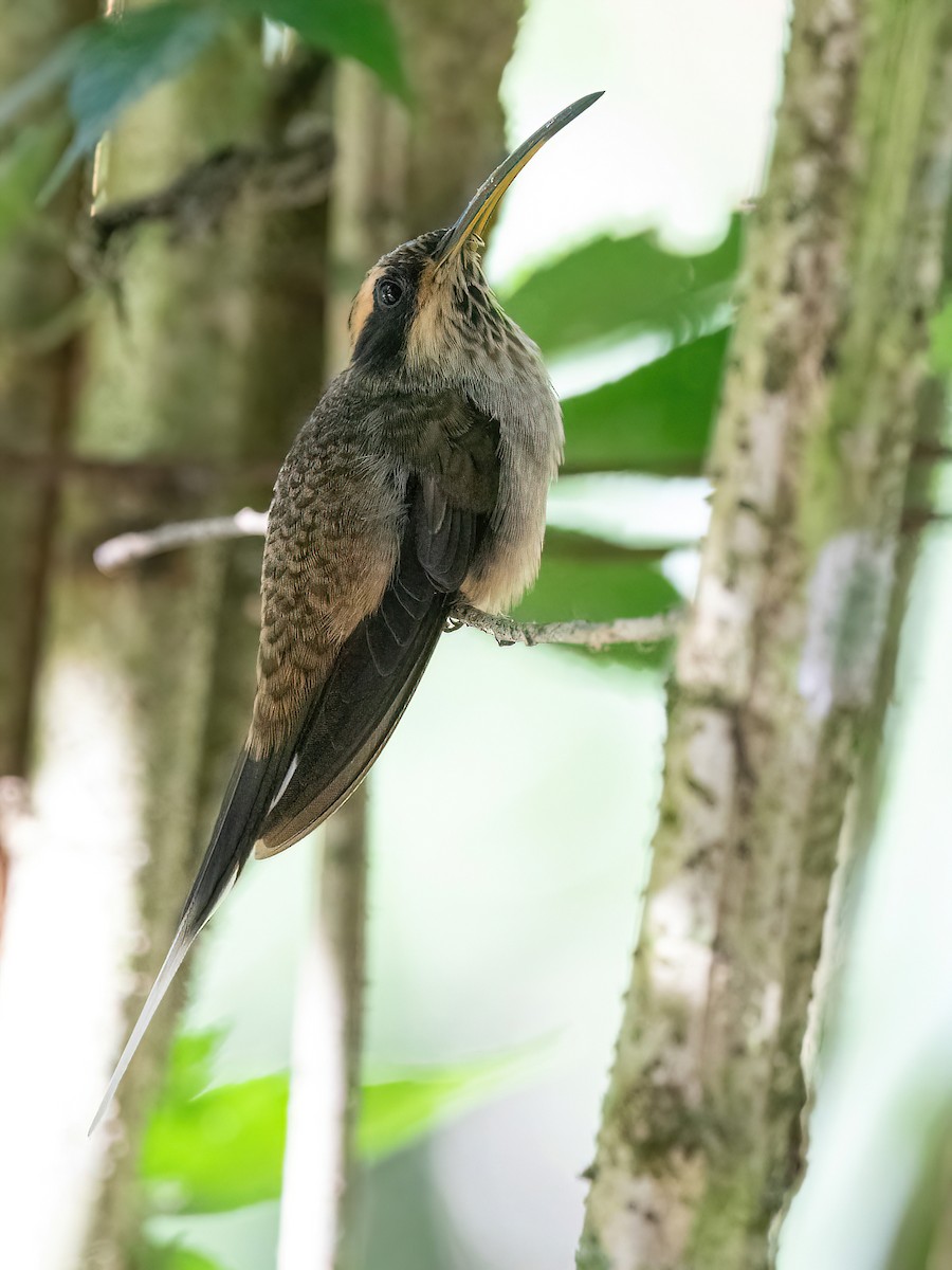 Scale-throated Hermit - ML618552352