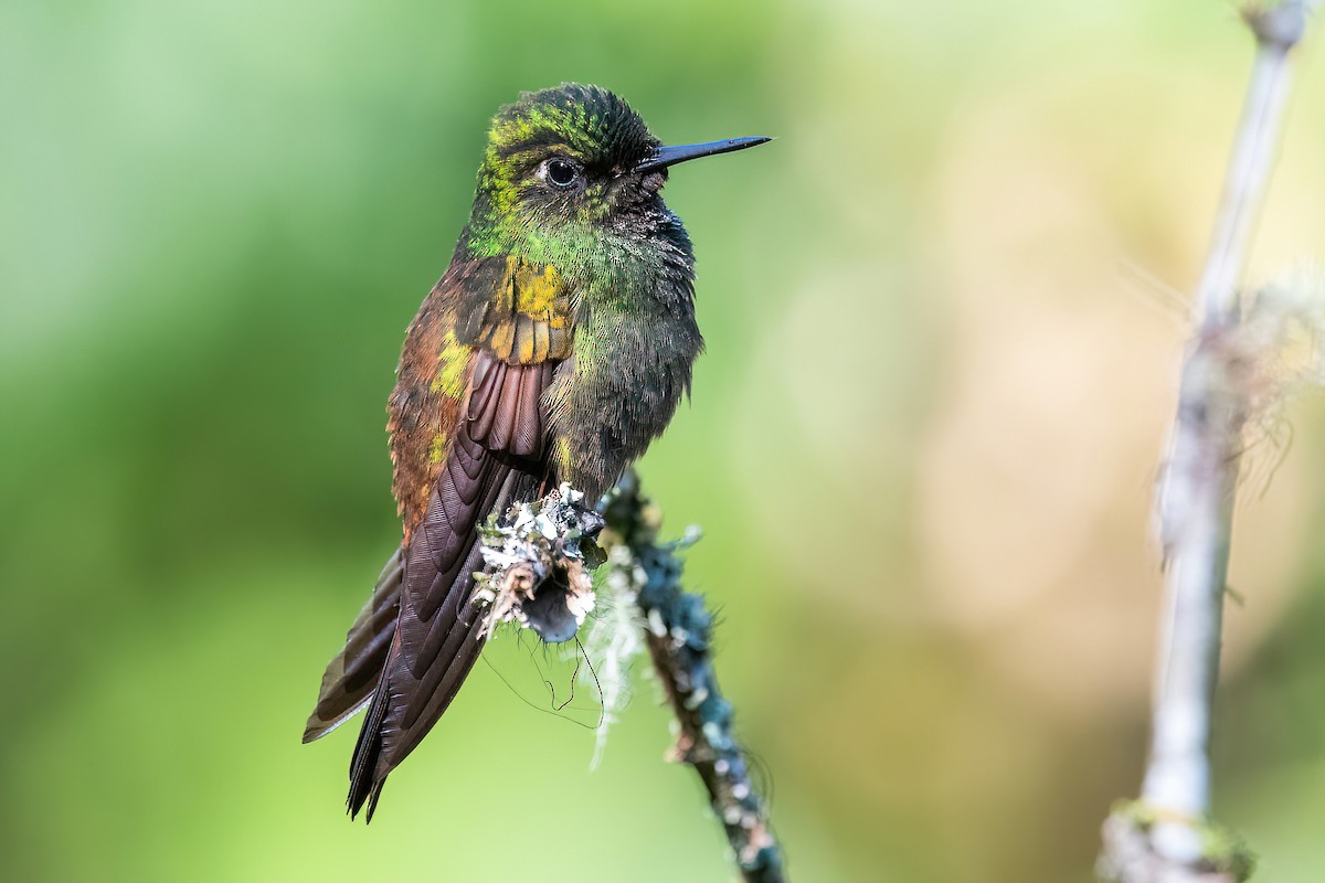 kolibřík brazilský - ML618552398