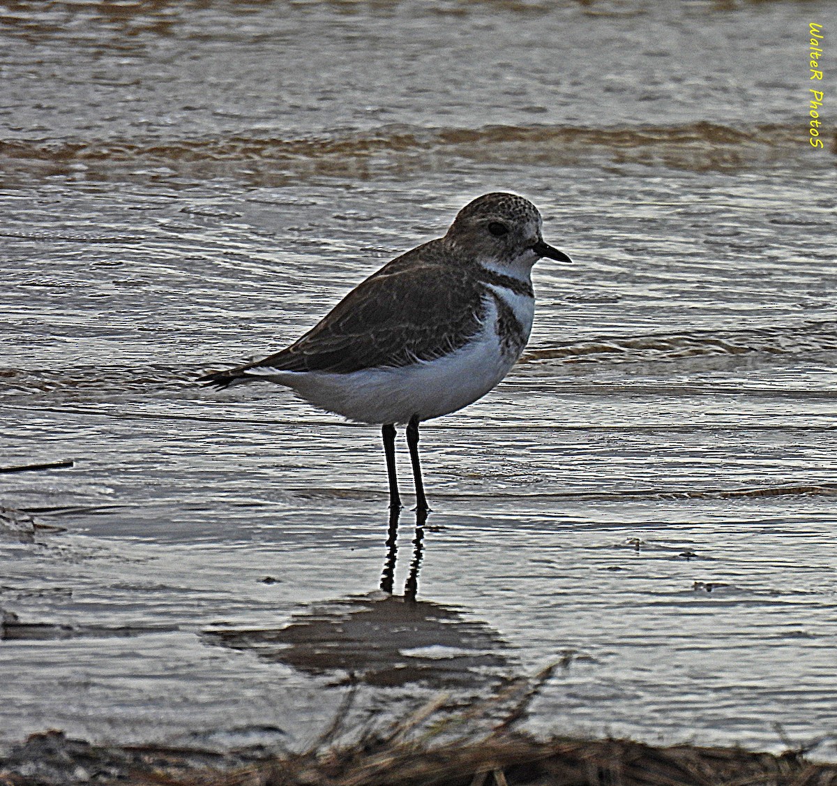 Two-banded Plover - ML618552402