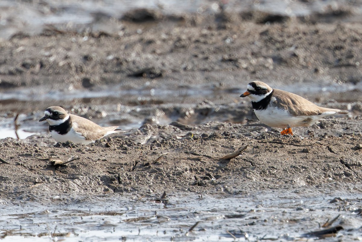 Common Ringed Plover - ML618552430