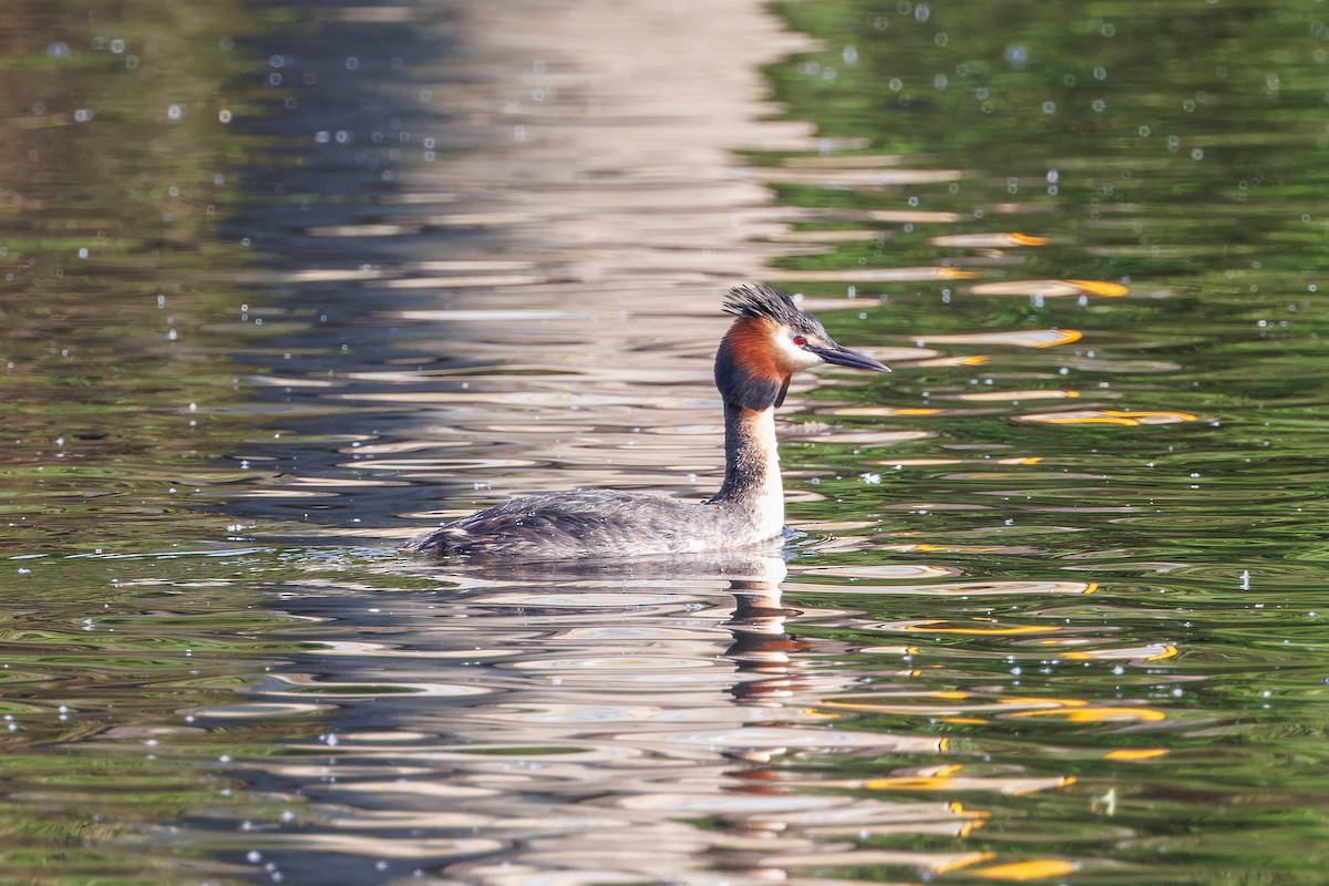 Great Crested Grebe - ML618552436
