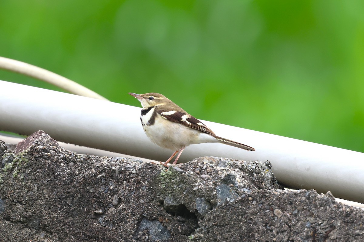 Forest Wagtail - ML618552446