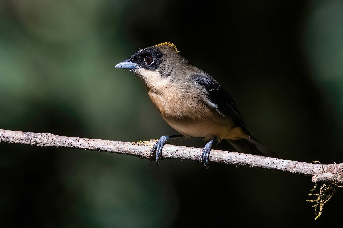 Black-goggled Tanager - ML618552476