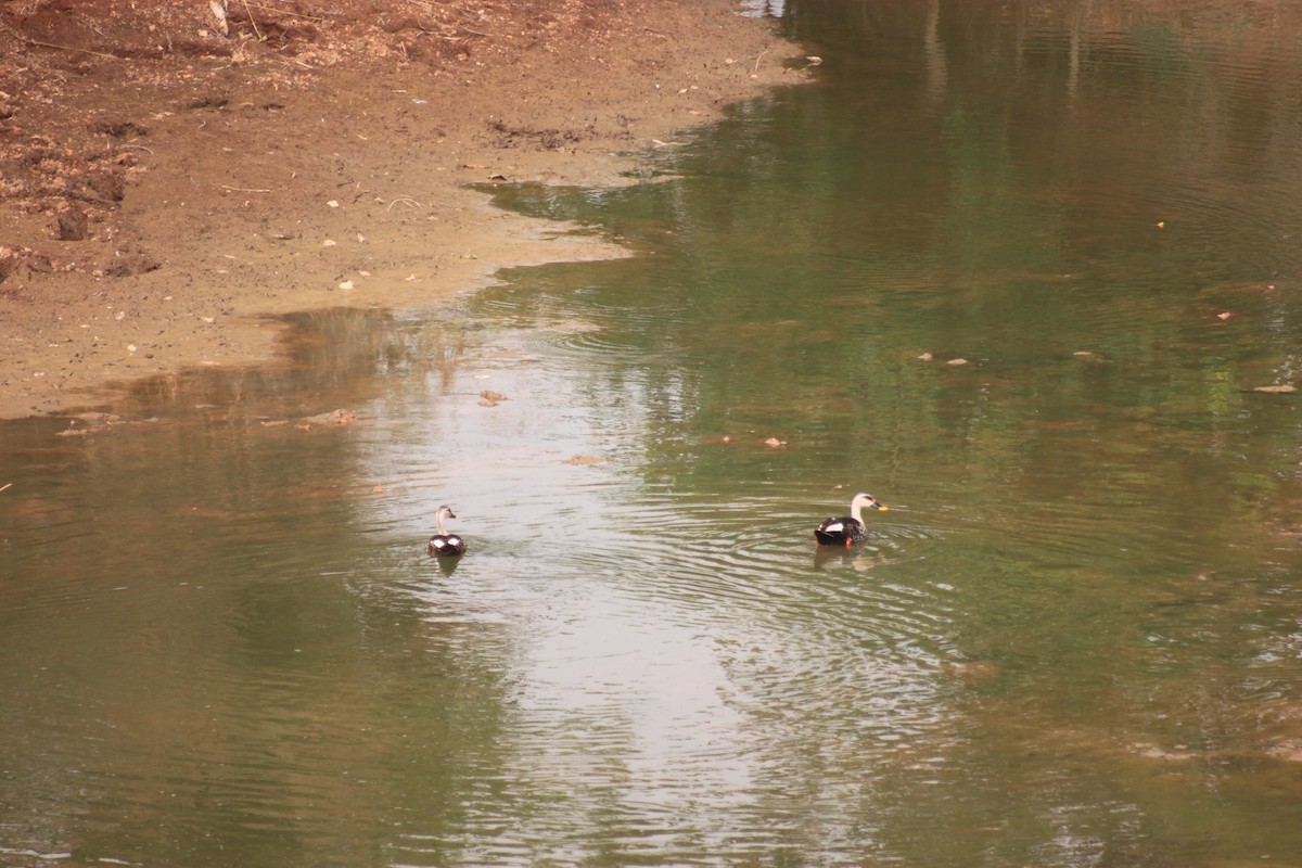 Indian Spot-billed Duck - ML618552484