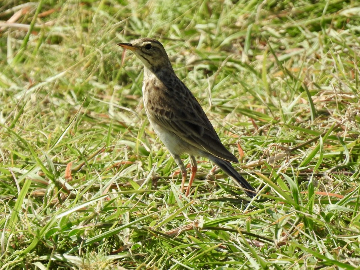 African Pipit - ML618552498