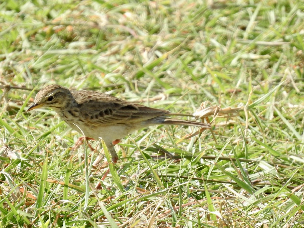 African Pipit - ML618552499