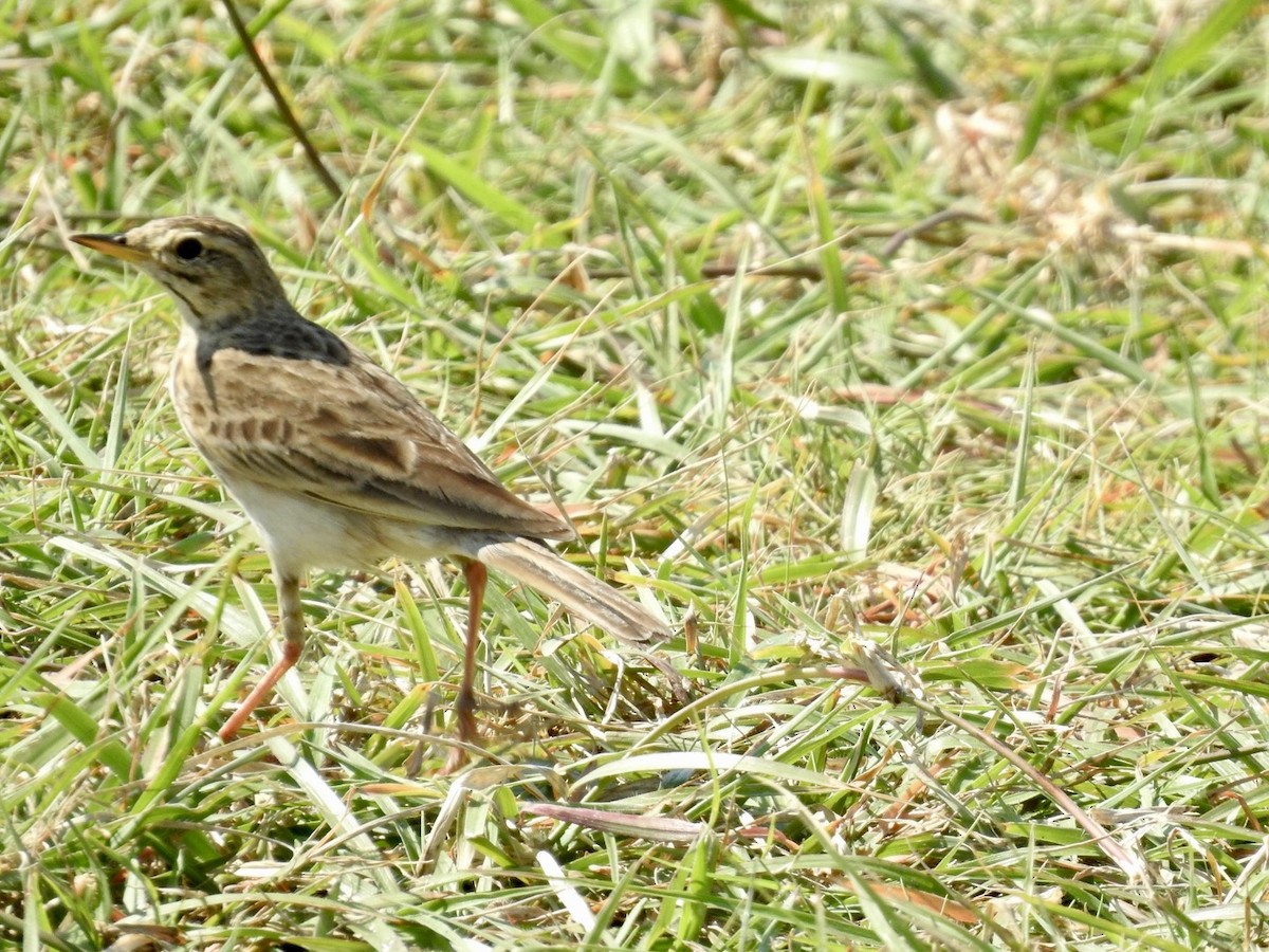 African Pipit - ML618552500