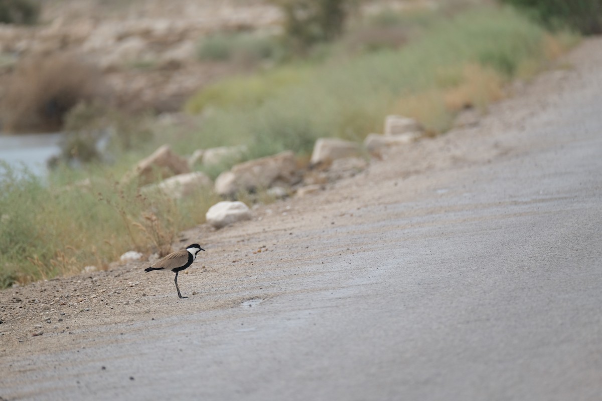 Spur-winged Lapwing - ML618552502