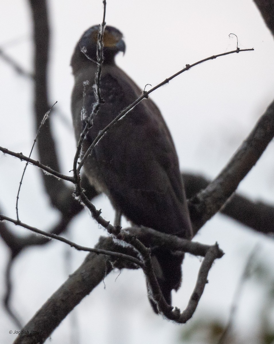 Crested Serpent-Eagle - ML618552505