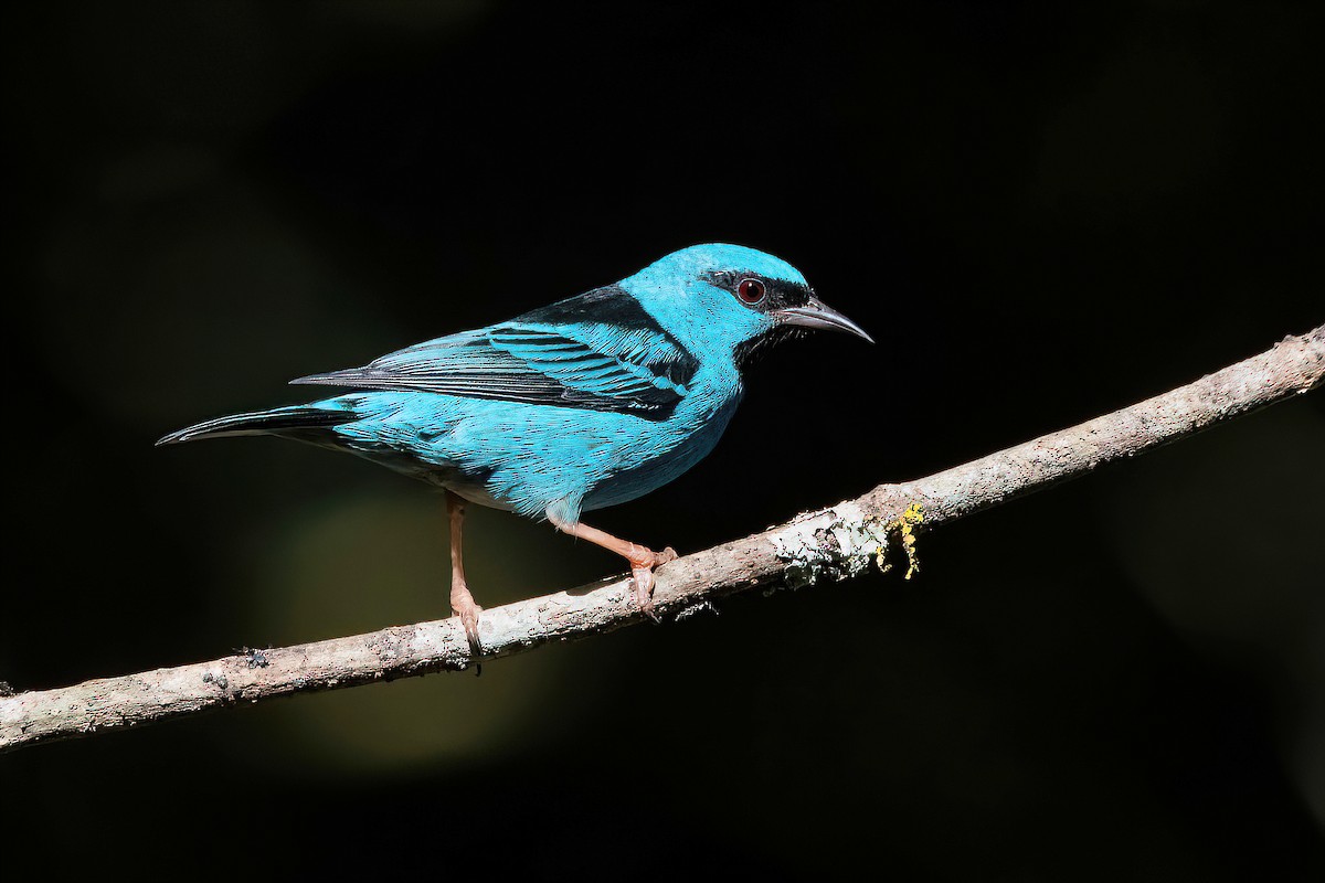 Blue Dacnis - Raphael Kurz -  Aves do Sul