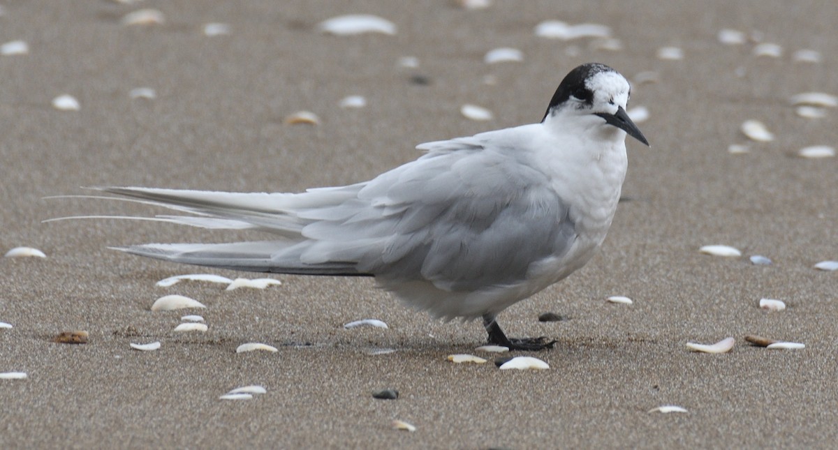White-fronted Tern - ML618552561