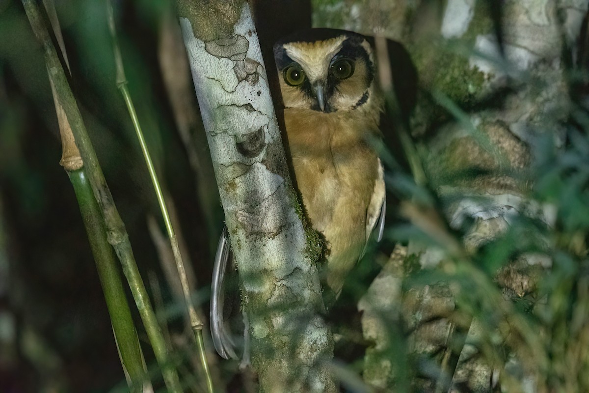 Buff-fronted Owl - ML618552565