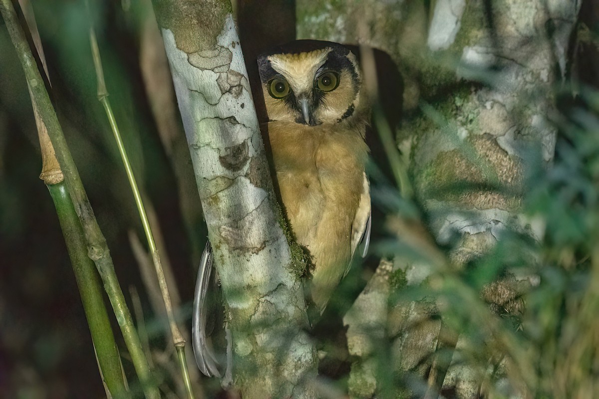 Buff-fronted Owl - ML618552566