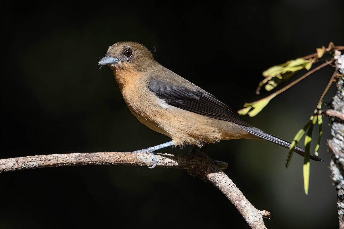 Black-goggled Tanager - ML618552582