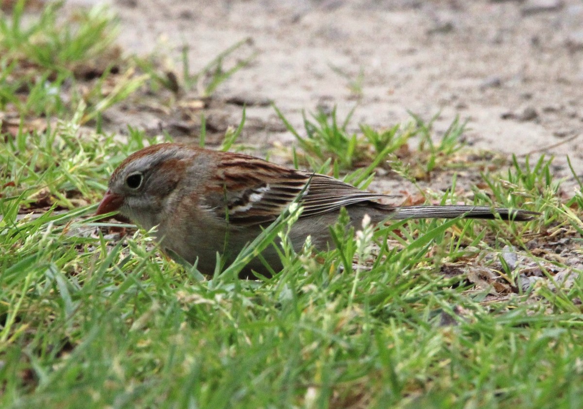 Field Sparrow - ML618552595