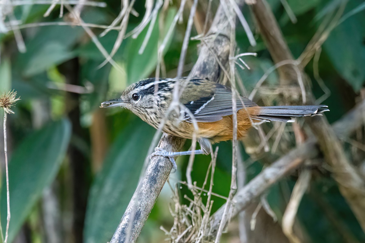 Ochre-rumped Antbird - Raphael Kurz -  Aves do Sul